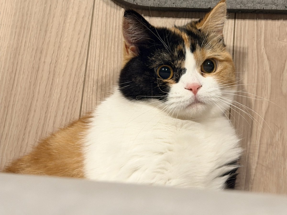 Akatsuki Rei 🌙ིྀ 霊 tweet media