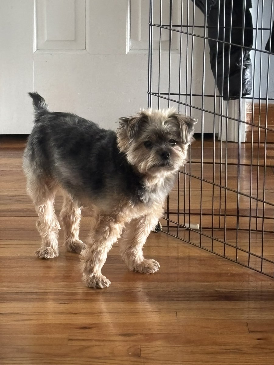 ML | Zuhiy tweet media