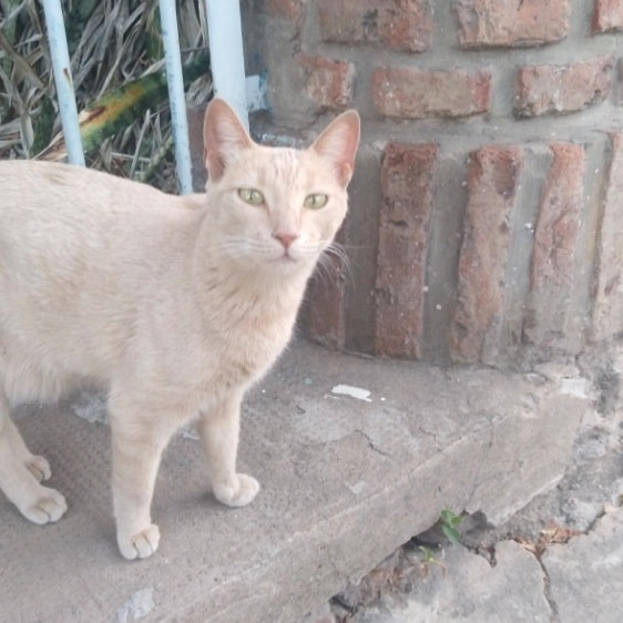 GATITA EN ADOPCION EN VILLA ADELINA
Por favor difundir Gatita recién capturada para ir mañana a Zoonosis a castración. Es una linda gatita y muy cariñosa.
Contacto 11 26356856 Marisol

#GatitosenadopciondefansZONANORTE