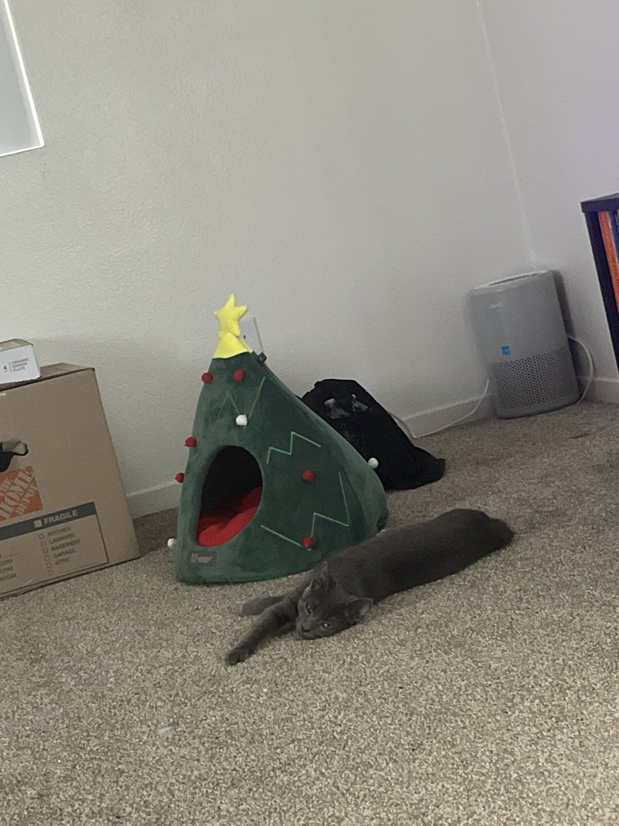 mmmamilissa's tweet photo. i miss u my sweet cat https://t.co/sC5trAI07F