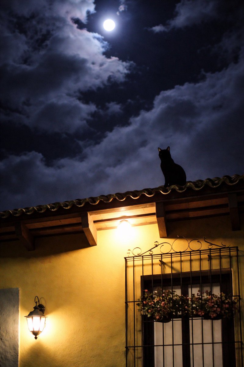 No sabes mi amor, qué noche bella, presiento que tú estás en esa estrella.

El gato que está triste y azúl nunca se olvida que fuiste mía. Más sé que sabrá de mi sufrir, porque en mis ojos una lágrima hay.