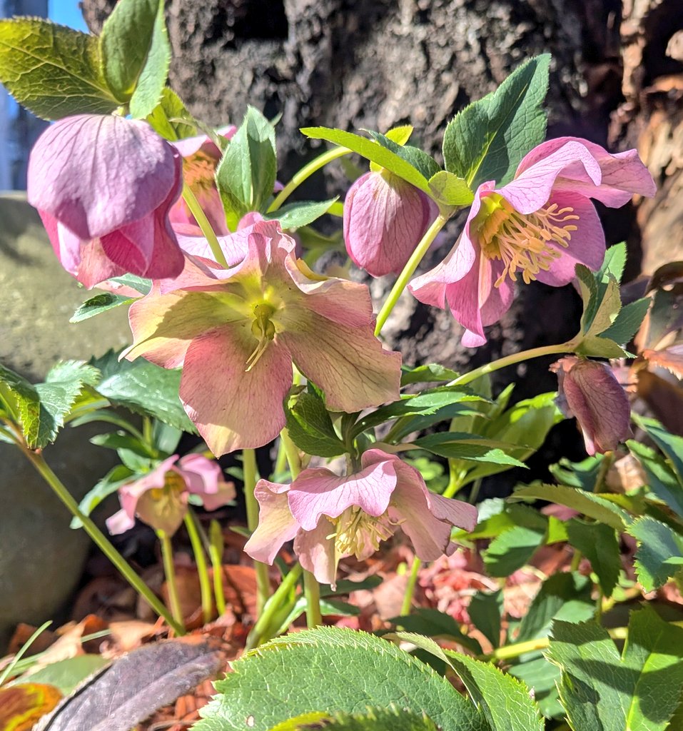 通り道で出会った クリスマスローズ🩷