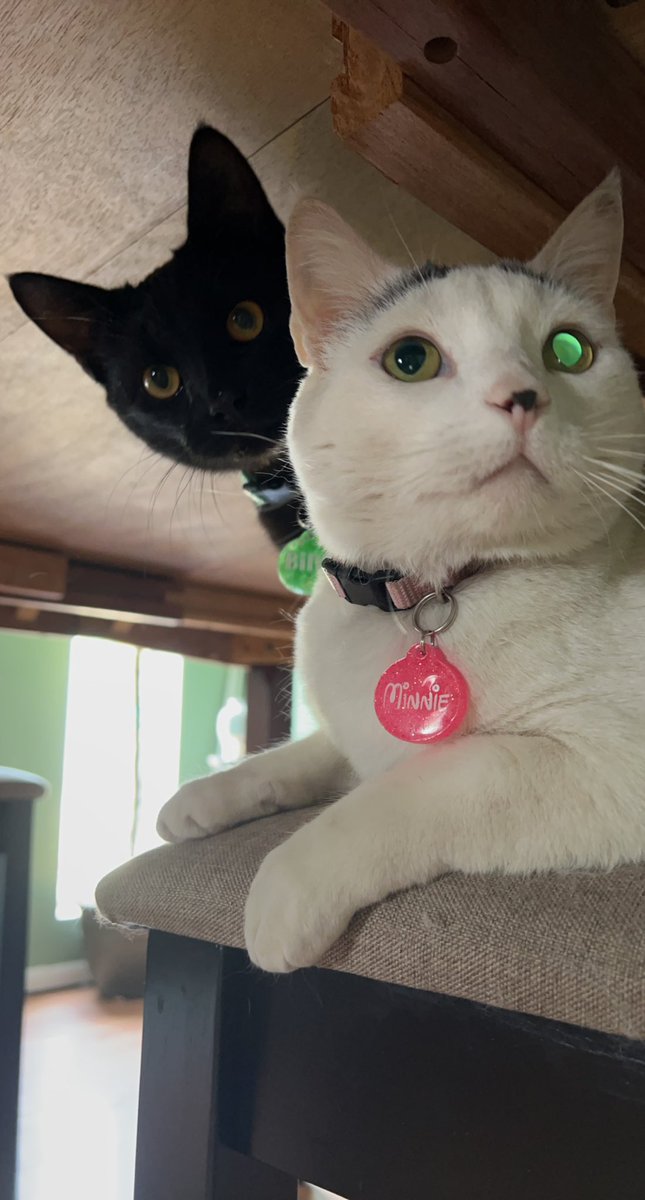 TerryFamilia's tweet image. My sweet cat needs surgery and I’m trying to raise funds to save their life. Any help, shares, or support means the world to me and my fur baby. 🐾❤️

Even $1 helps. Thank you for caring.
#CatLovers #PetHelp #Fundraiser