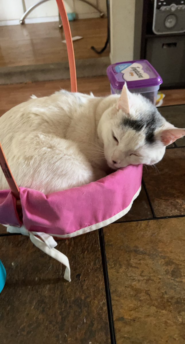 TerryFamilia's tweet image. My sweet cat needs surgery and I’m trying to raise funds to save their life. Any help, shares, or support means the world to me and my fur baby. 🐾❤️

Even $1 helps. Thank you for caring.
#CatLovers #PetHelp #Fundraiser