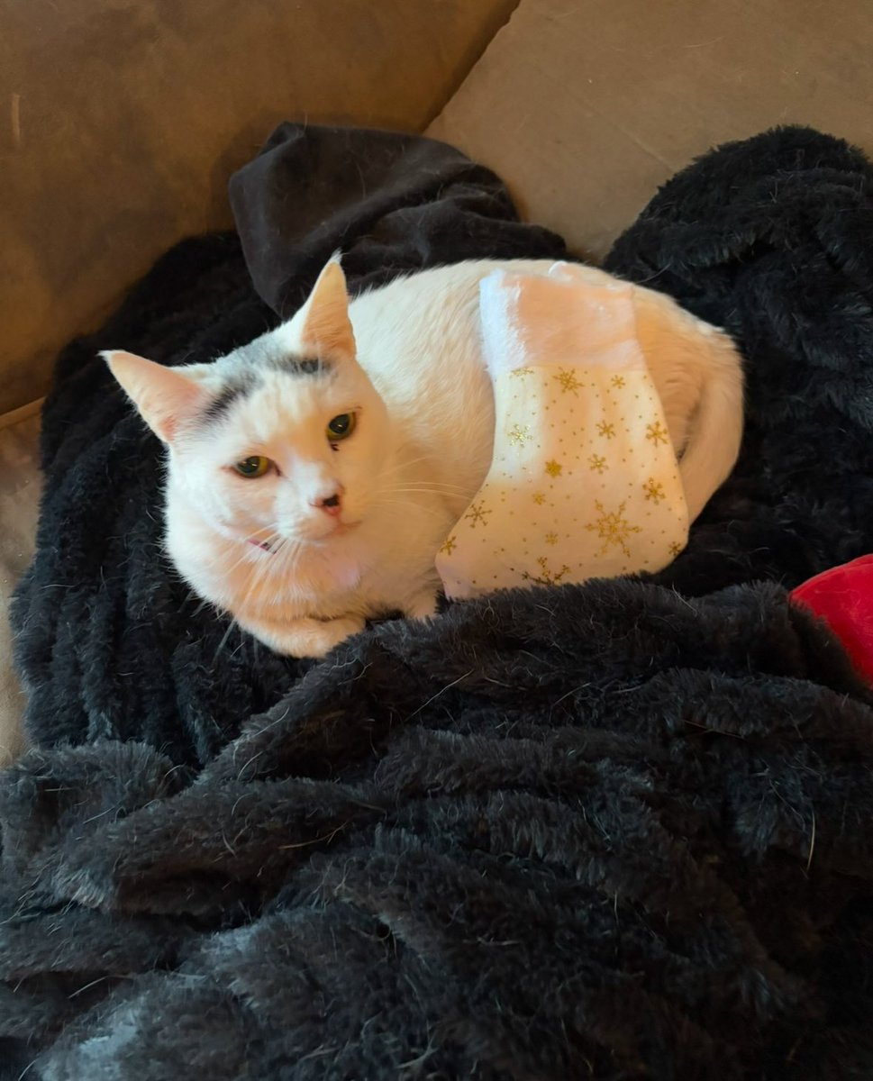 TerryFamilia's tweet image. My sweet cat needs surgery and I’m trying to raise funds to save their life. Any help, shares, or support means the world to me and my fur baby. 🐾❤️

Even $1 helps. Thank you for caring.
#CatLovers #PetHelp #Fundraiser