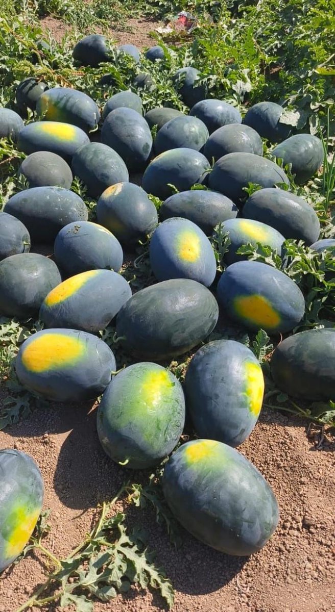 𝐏𝐢𝐜𝐡𝐚 𝐍𝐳𝐮𝐫𝐢 tweet media