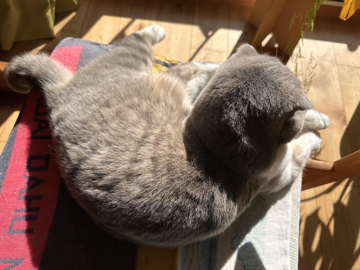 杜海玲/中国語 文筆•翻訳家 tweet media