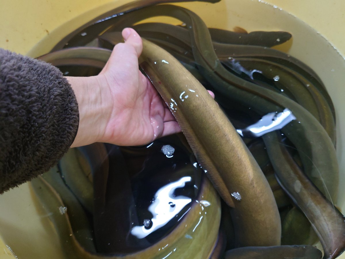 BiwakoLover's tweet photo. たしかに琵琶湖で獲れるウナギは信じられないくらいデカいし旨い。

デカいと硬くて美味しくないんでしょ？は琵琶湖のウナギには当てはまらない。

琵琶湖にウナギを放流すると大きく成長することを明らかに　ダム上流域の湖沼が養殖ウナギの放流場所に適している可能性を提示 https://t.co/ryCNnaqt8e https://t.co/Ij2FaBIvrs
