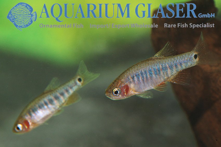 aquariumglaser's tweet photo. #Celestichthys #erythromicron ( = #Microrasbora e., #Danio e.)
find more details and pics @ https://t.co/kgExUnuDLM https://t.co/VHBB2GwcZ9