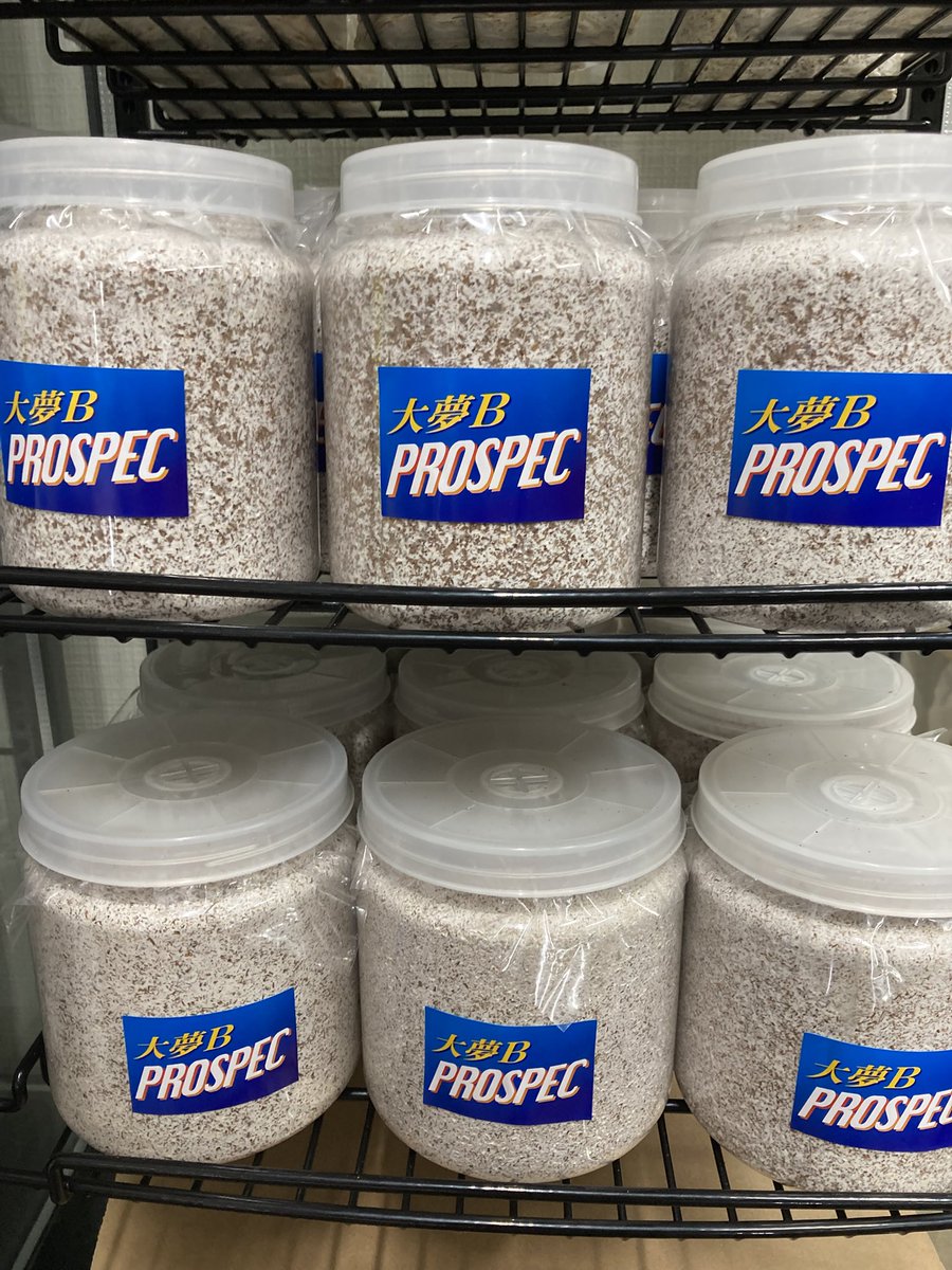 入荷情報@インセクトファミリー tweet media