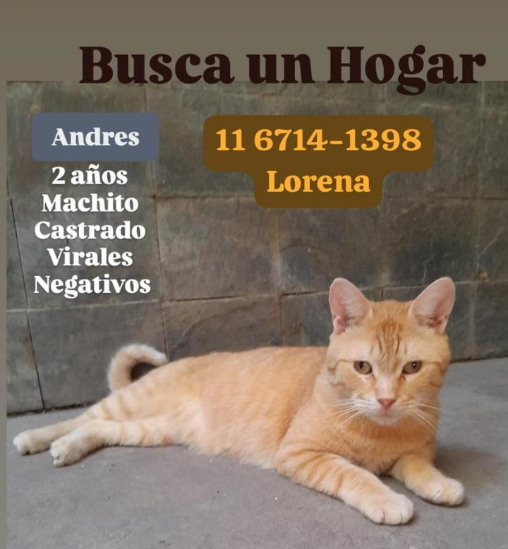 GATITO EN ADOPCION EN LOMAS DEL MIRADOR

CONTACTO EN LA FOTO

#GatitosenadopciondefansZONAOESTE