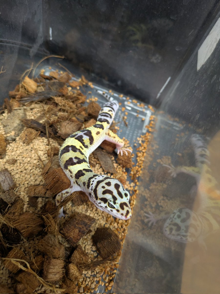 ももれおん😺 (@momoleon2357) / Posts / X