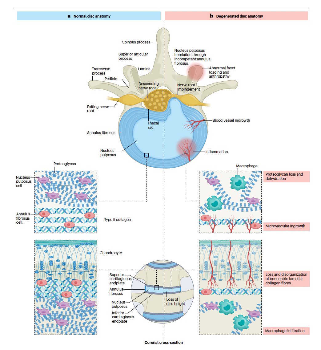 FisioWebinar tweet media