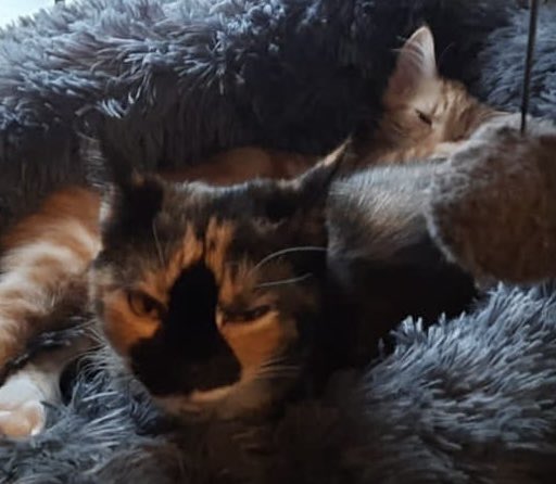 Marjorie Nash tweet media