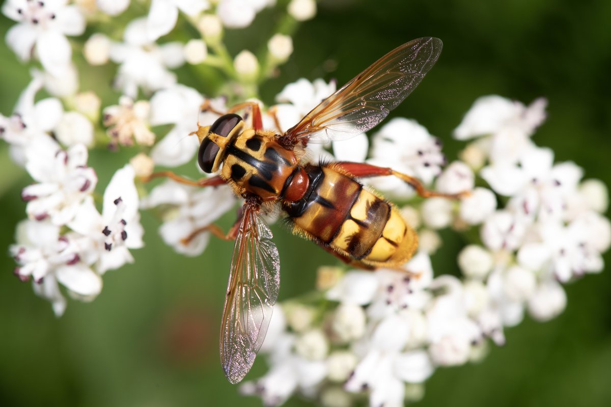 wwfitalia tweet media