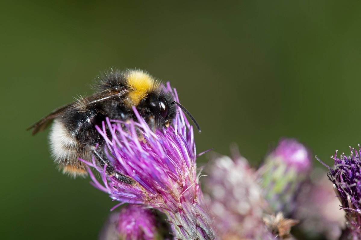 wwfitalia tweet media