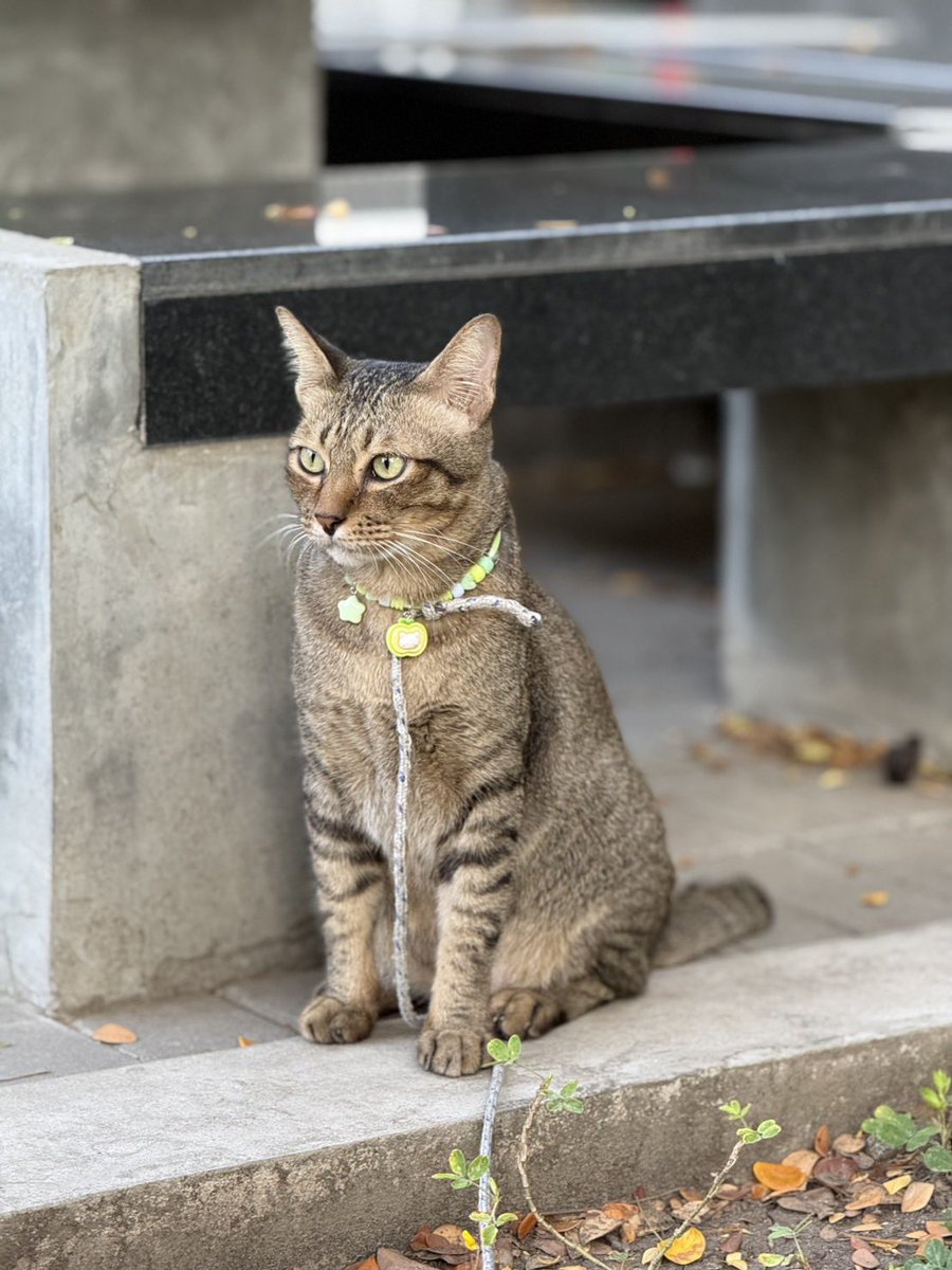 ตัวน้อย อดีตแมวเคยมีบ้าน ที่ตอนนี้รอคอยการมีบ้านที่อบอุ่นอีกครั้ง…