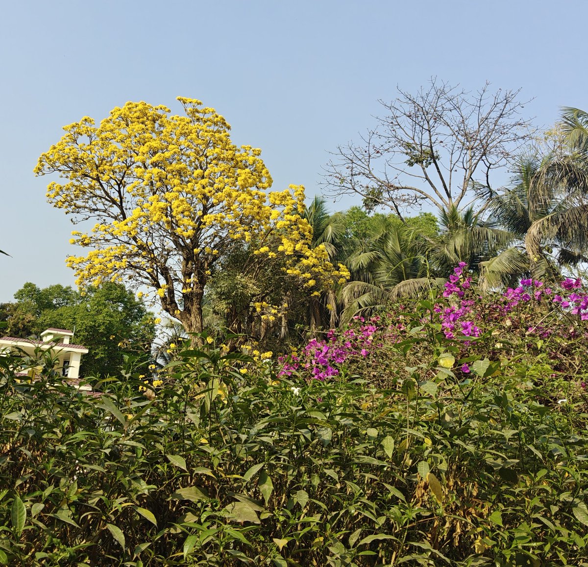 Charulatha Banerjee tweet media