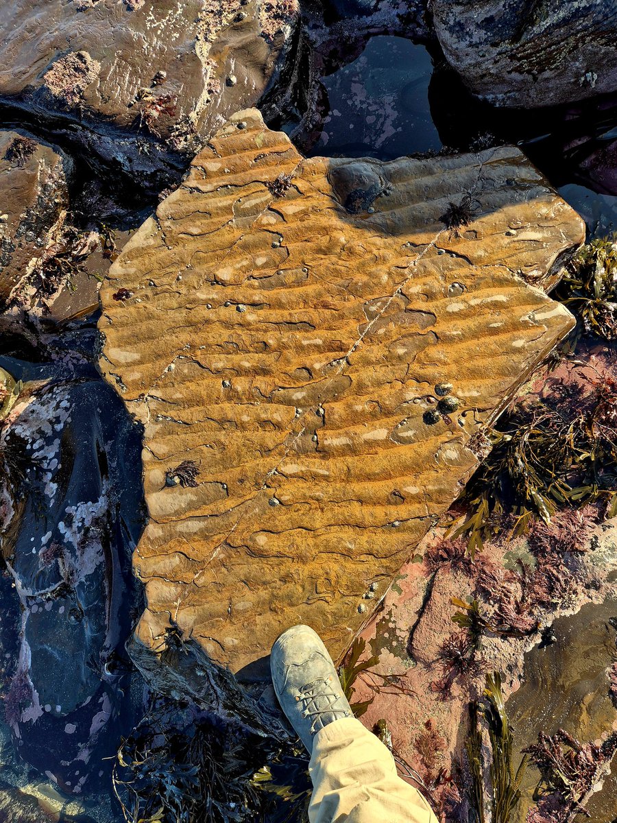 Cormac's Coast tweet media