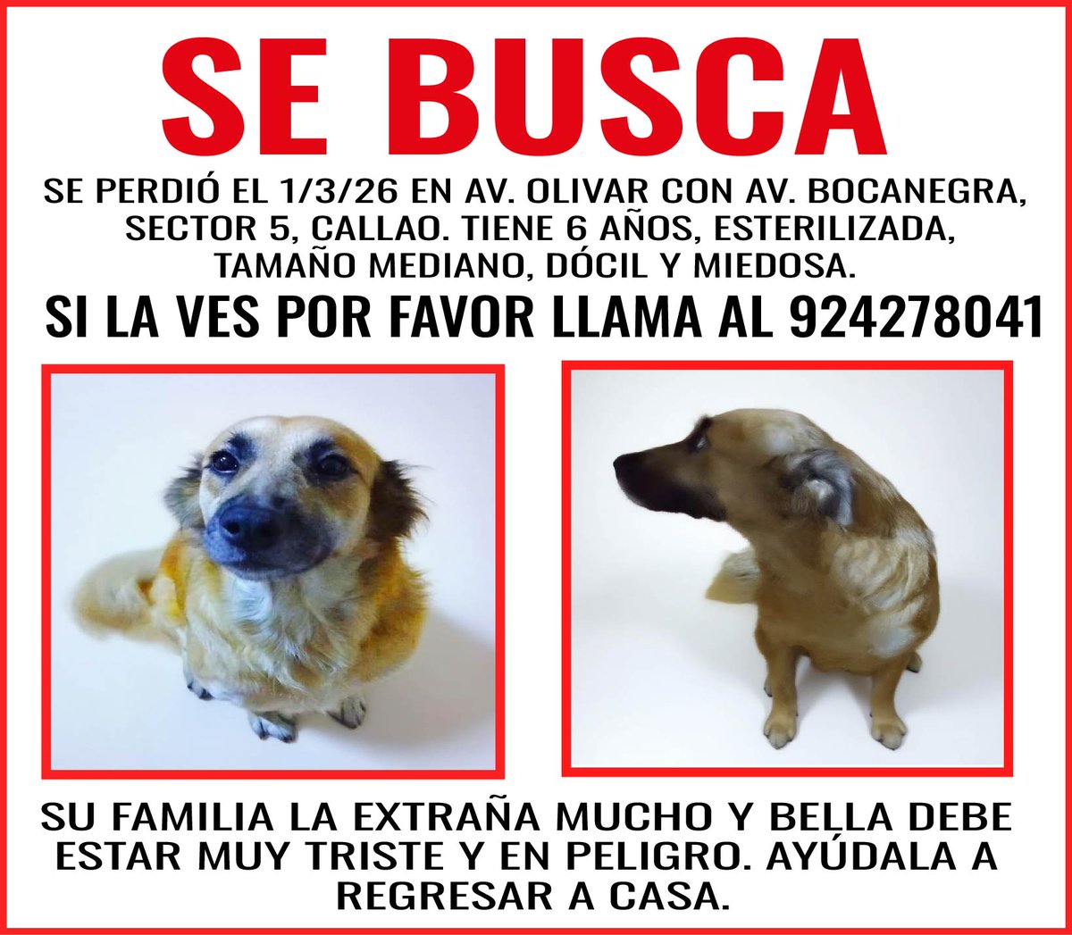 #SeBusca a 𝓑𝓔𝓛𝓛𝓐, se perdió el 1/3/26 en 𝗔𝘃. 𝗢𝗹𝗶𝘃𝗮𝗿 𝗰𝗼𝗻 𝗔𝘃. 𝗕𝗼𝗰𝗮𝗻𝗲𝗴𝗿𝗮, 𝗦𝗲𝗰𝘁𝗼𝗿 𝟱, 𝗖𝗮𝗹𝗹𝗮𝗼. Tiene 6 años, mediana, dócil y miedosa. 𝑺𝒊 𝒍𝒂 𝒉𝒂𝒔 𝒗𝒊𝒔𝒕𝒐 𝒍𝒍𝒂𝒎𝒂 𝒂𝒍 𝟵𝟮𝟰𝟮𝟳𝟴𝟬𝟰𝟭. Ayudemos a Bella a regresar a casa.  #comparte