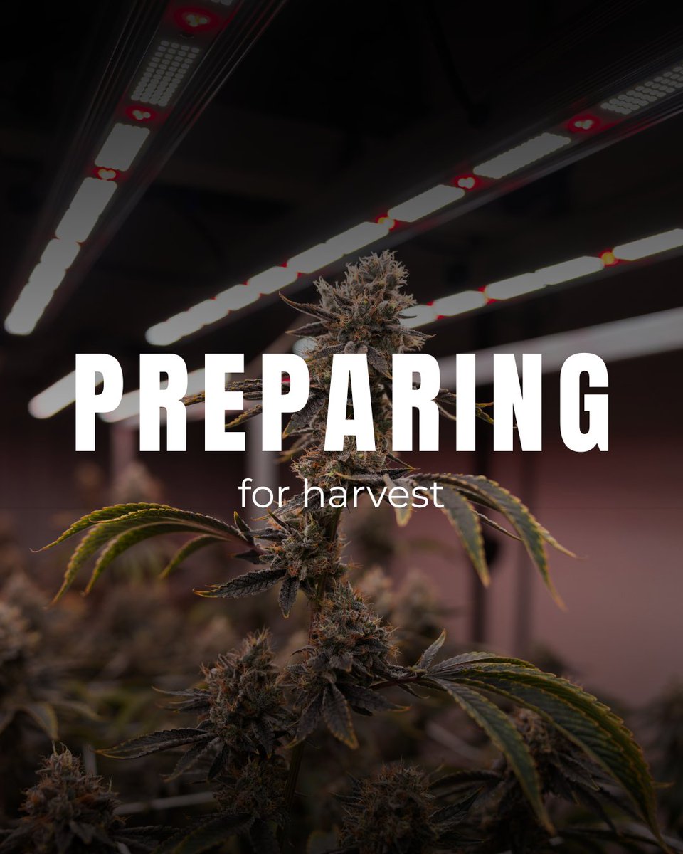 MedCan_ZA's tweet photo. This stage represents a shift in the plant’s priorities.
Earlier growth focuses on building structure: stems, leaves, and overall size. During flower development, the plant redirects its energy toward forming reproductive structures, marking a natural transition in the lifecycle. https://t.co/ejdCY3ZQ5q