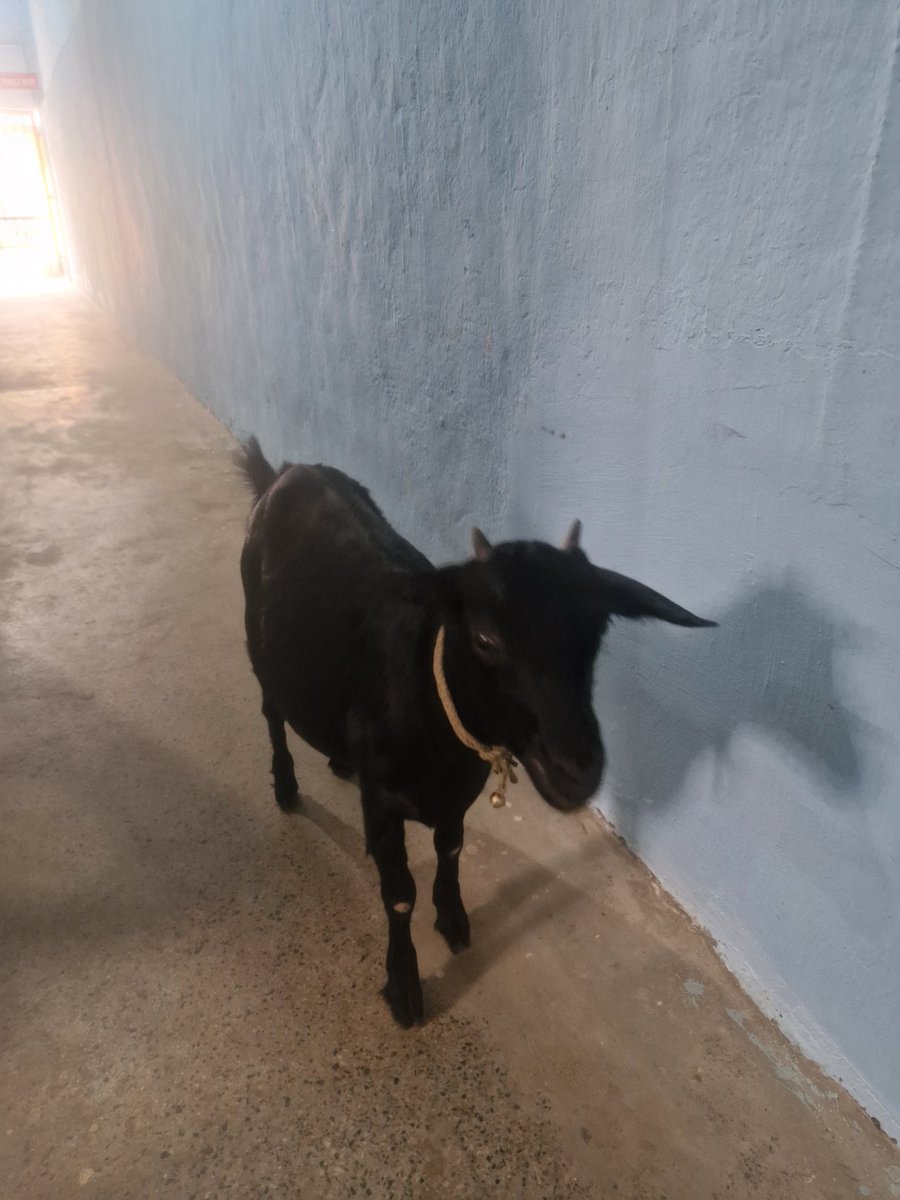 PunchSangma's tweet photo. First sighting of BILLY THE GOAT $BILLY https://t.co/QWQC7RlJoQ