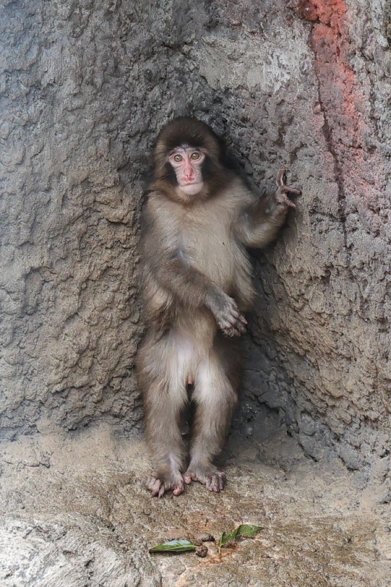 今日のパンチくんも最高に可愛いです✨
やっほー Punch〜 
平日なのに雨降ってるのにめっちゃ人来てる～！パンチくんの人気ほ…

#がんばれパンチ #子ザルのパンチくん #panchi #パンチくん