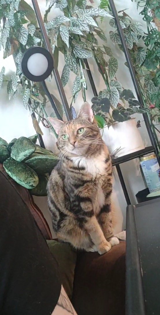 gravemoth's tweet photo. -comitted her first crime (turned around to grab my drink and she WOKE UP from her nap to eat my dinner) 
-went to the vet!! (extreme difficulty but we got there in the end) 
-Let somebody other than me pet her!!!!! 
-rolls on her back and shows me her tummy when she's happy https://t.co/JgKufpMS0o