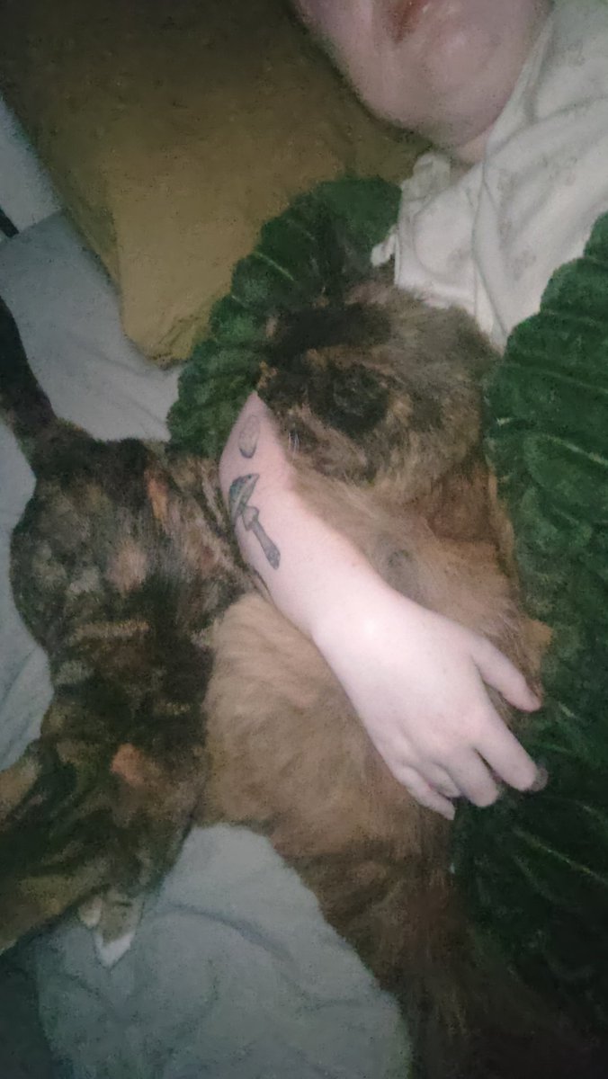 gravemoth's tweet photo. -comitted her first crime (turned around to grab my drink and she WOKE UP from her nap to eat my dinner) 
-went to the vet!! (extreme difficulty but we got there in the end) 
-Let somebody other than me pet her!!!!! 
-rolls on her back and shows me her tummy when she's happy https://t.co/JgKufpMS0o