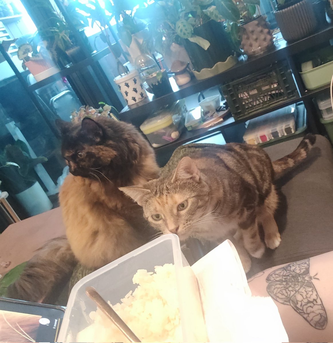 gravemoth's tweet photo. -comitted her first crime (turned around to grab my drink and she WOKE UP from her nap to eat my dinner) 
-went to the vet!! (extreme difficulty but we got there in the end) 
-Let somebody other than me pet her!!!!! 
-rolls on her back and shows me her tummy when she's happy https://t.co/JgKufpMS0o