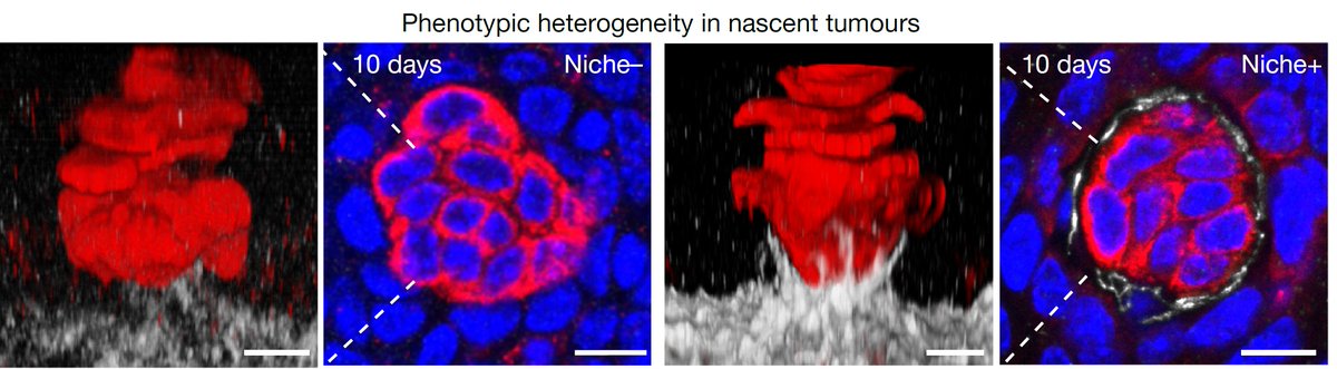 Maria Alcolea tweet media