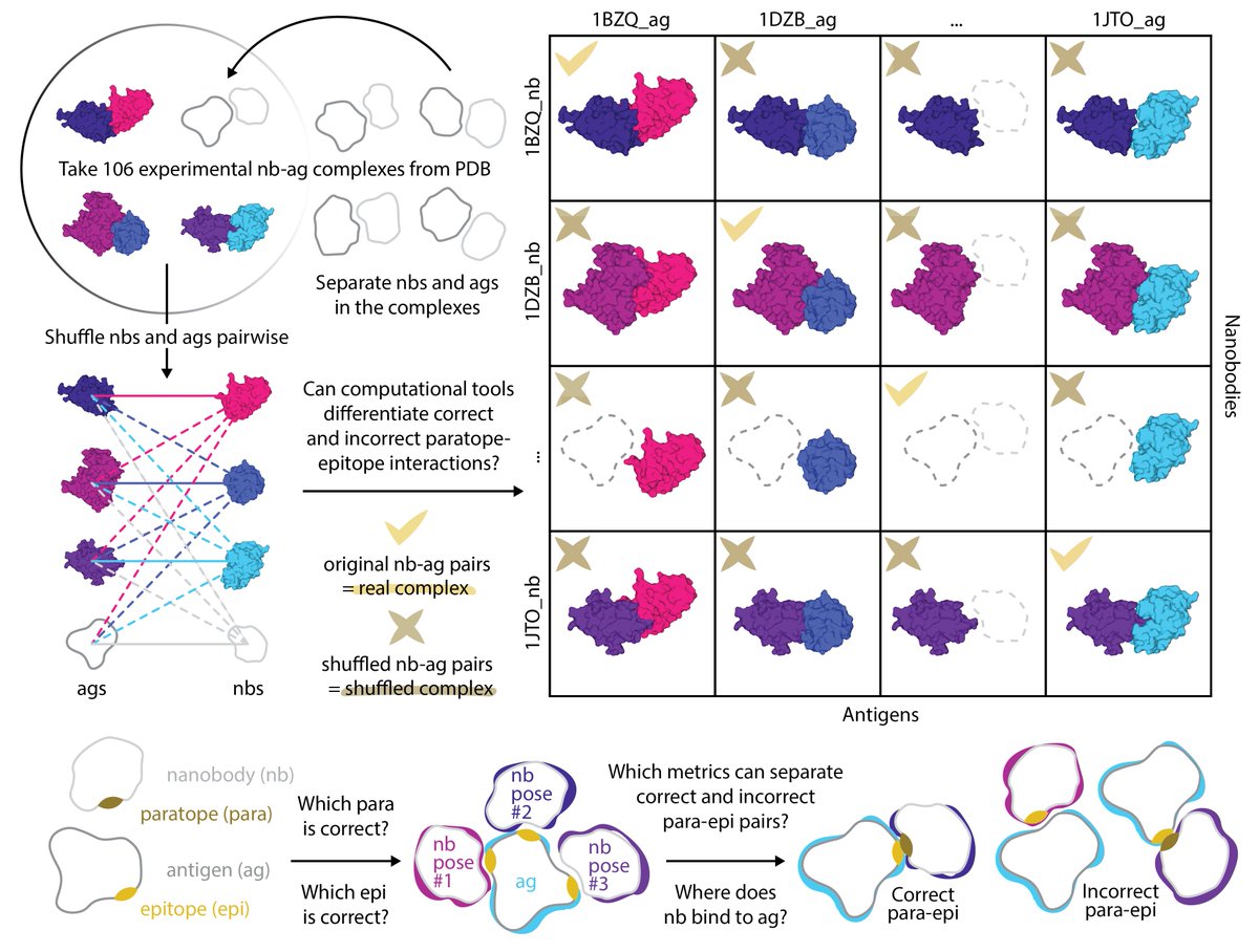 EvaSmorodina's tweet photo. We examined how well AI-based antibody-antigen structure prediction pipelines perform at the practical discovery-critical task of differentiating true binders from plausible but incorrect ones. Short answer: not very well.

The paper: https://t.co/ZKYhAFykOl https://t.co/SYhNgV4dvG