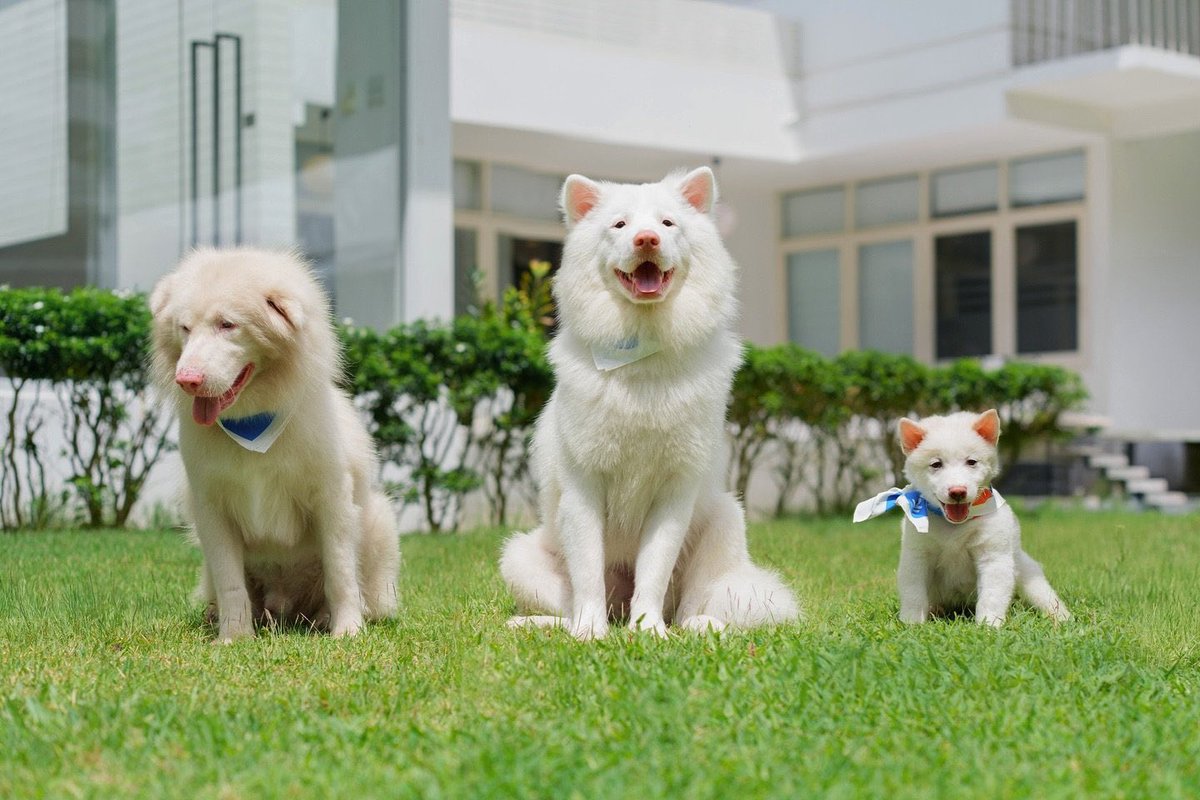 เอ็นดูอ่าาาา  #โกฮังหัวใจโกโฮม