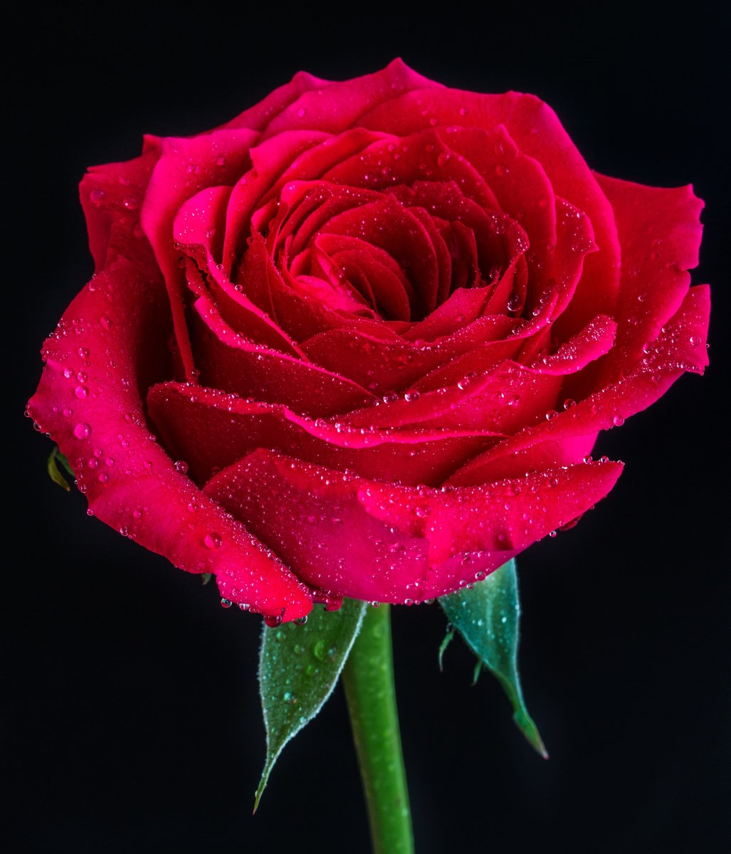 TheEverydayBrit's tweet photo. Close up of a Beautiful Red Rose ❤️#RosesonWednesday #Wednesday #HumpDayLove https://t.co/UuTXIzY3HH