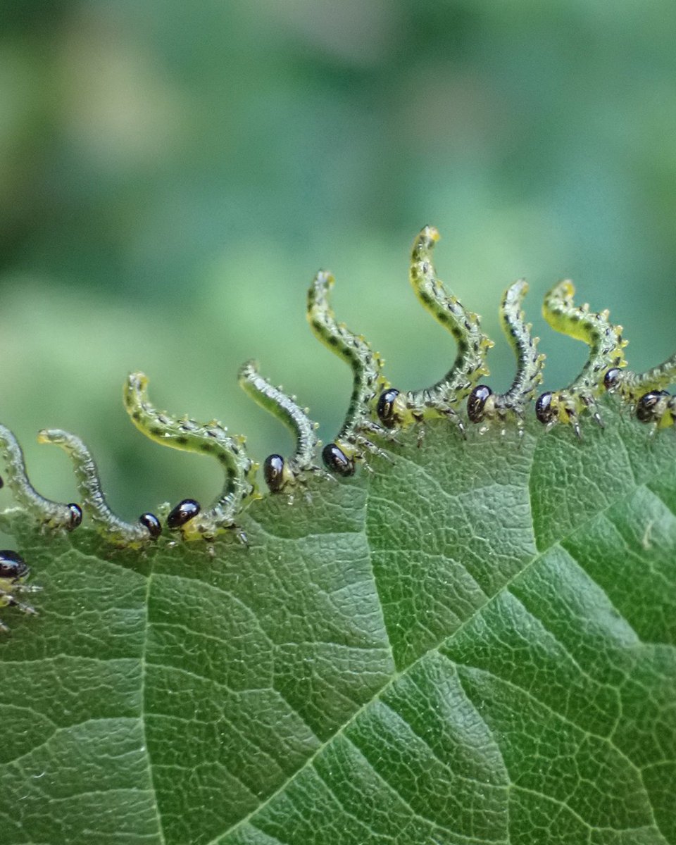 Baker Consultants - Ecology and Ecoacoustics tweet media