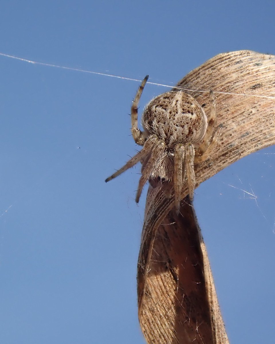 Baker Consultants - Ecology and Ecoacoustics tweet media