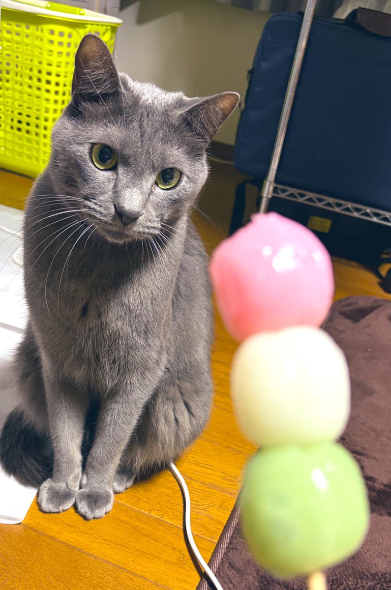 らむ🐱 tweet media