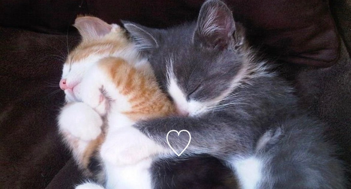 伊藤なな🧊 tweet media