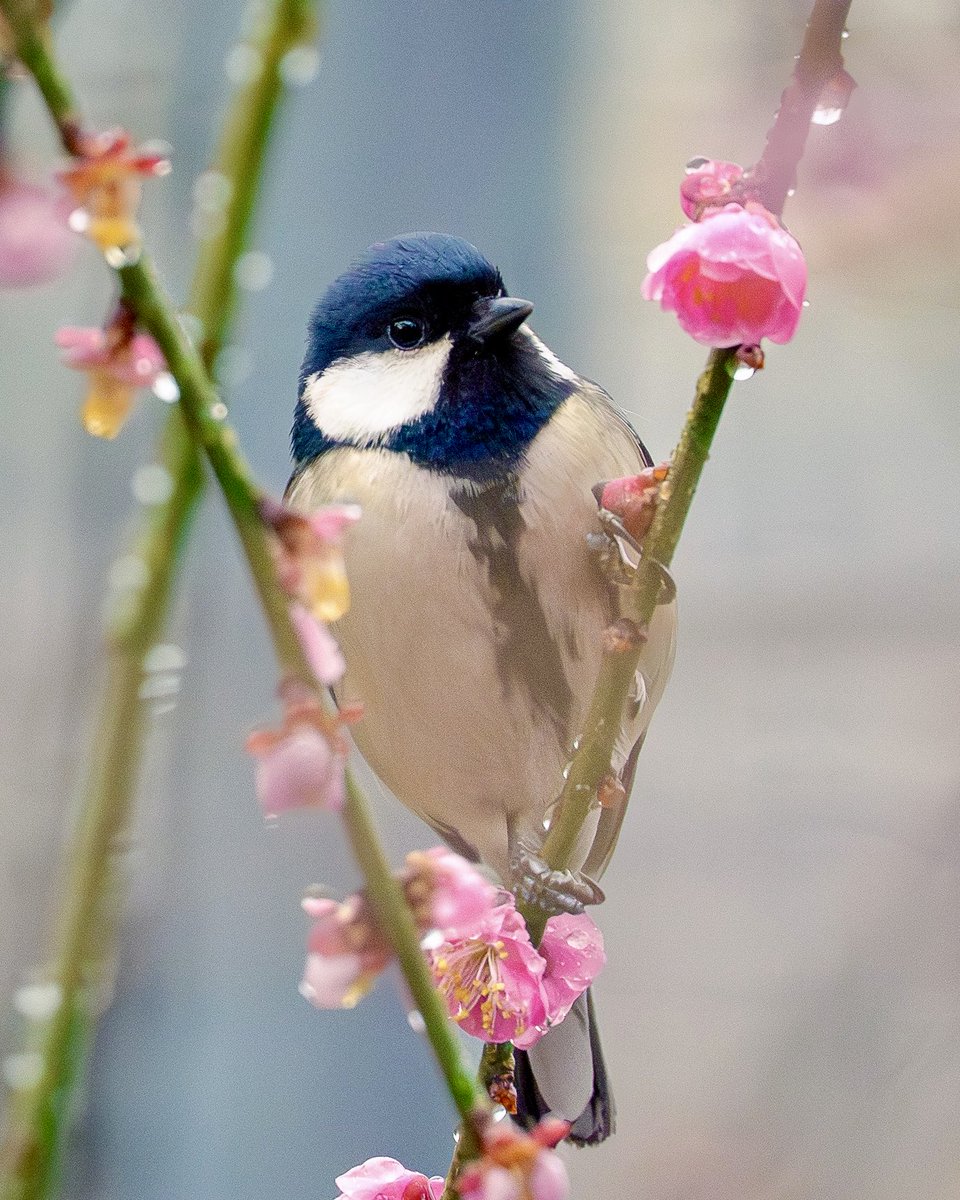 ウメジローではなくウメシジュー🌸
Sony α1 Ⅱ + FE 300mm F2.8 GM + 2xTC