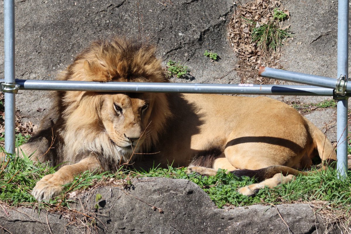 アゴ乗せ以外の遊びかた
顔をおしつけての変顔💦

📷2026.3.4
#レグルス
#ライオン
#東山動植物園
