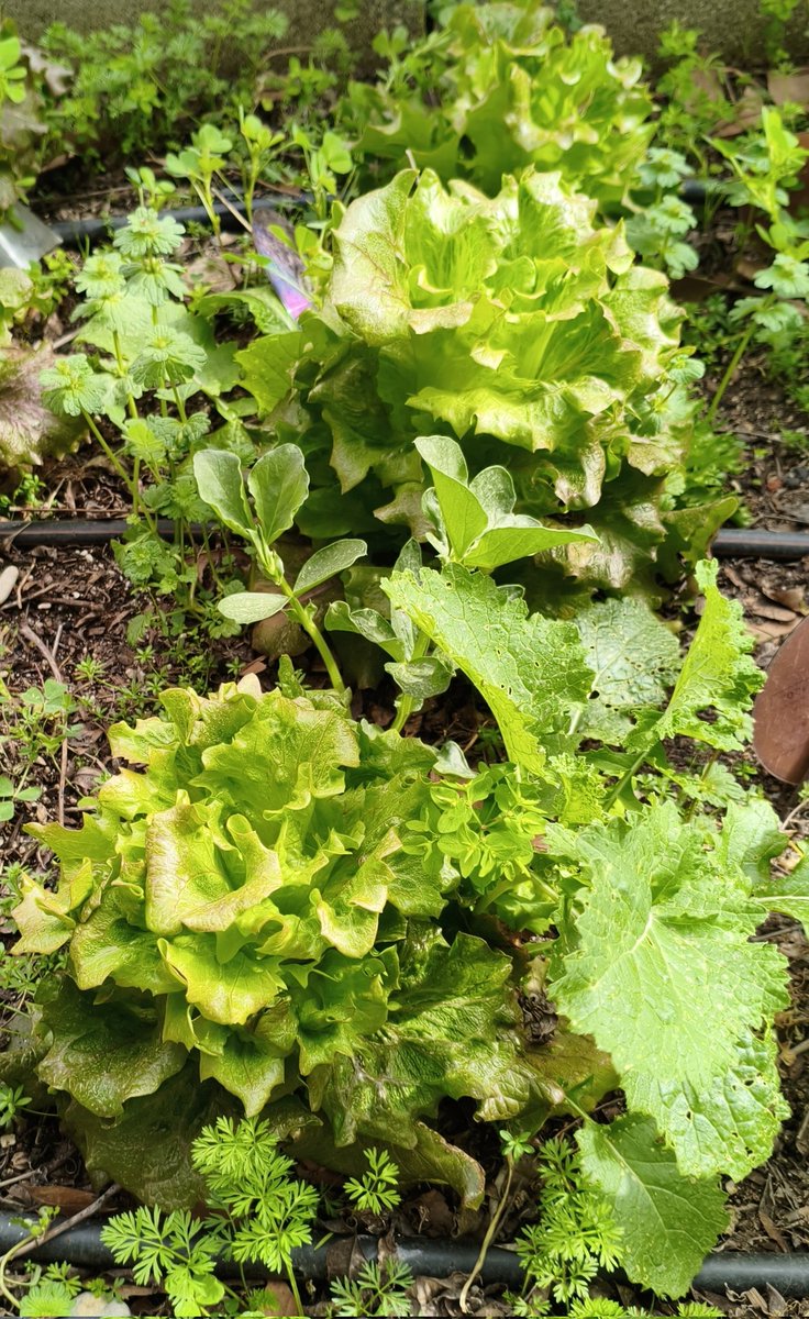 El Greco tweet media