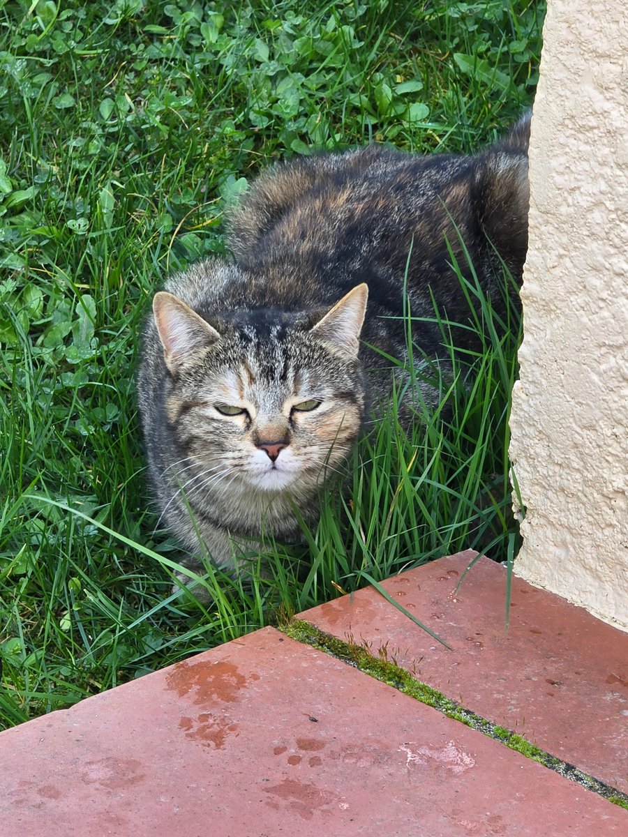 猫は私を睨みつけていた