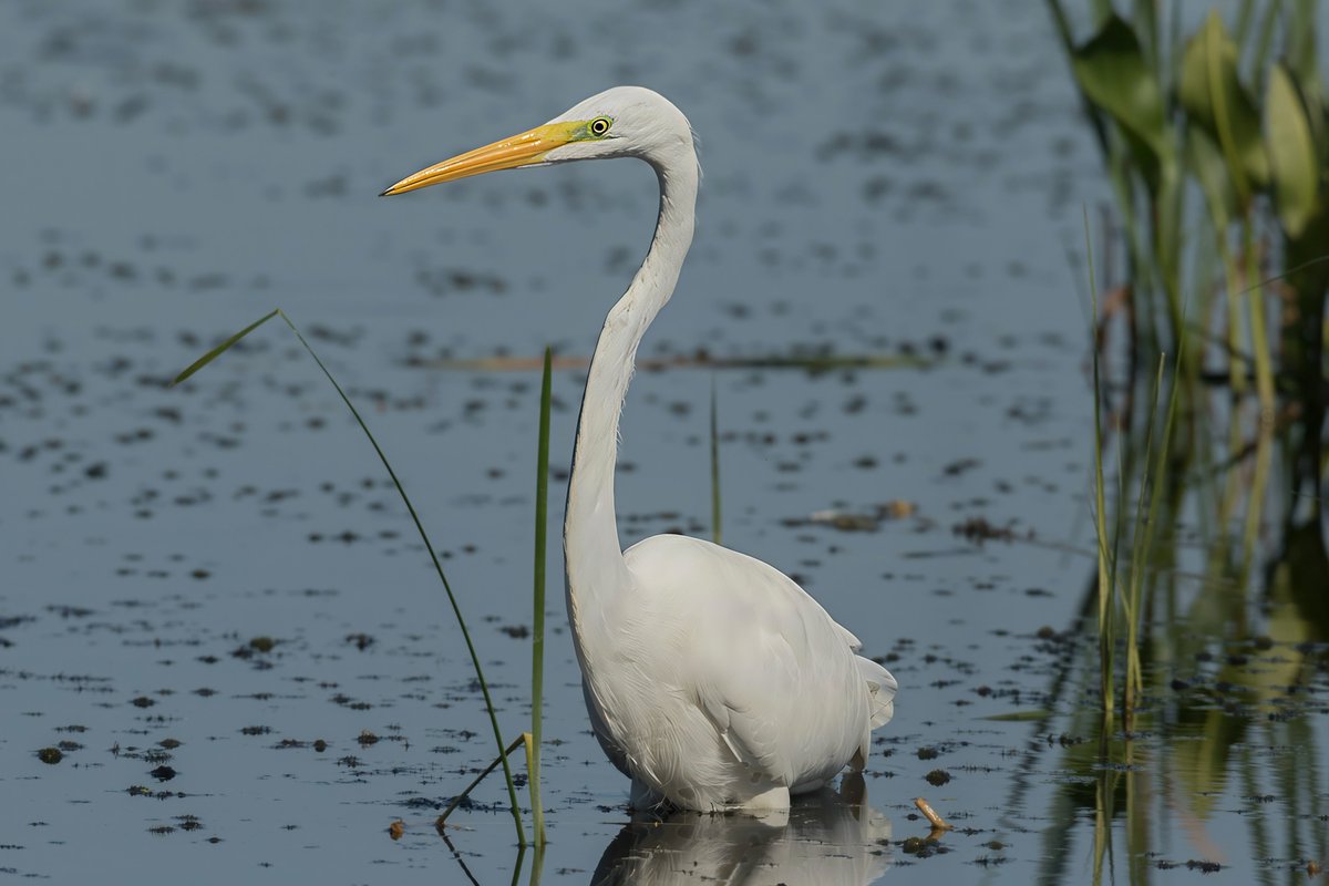 david butcher tweet media