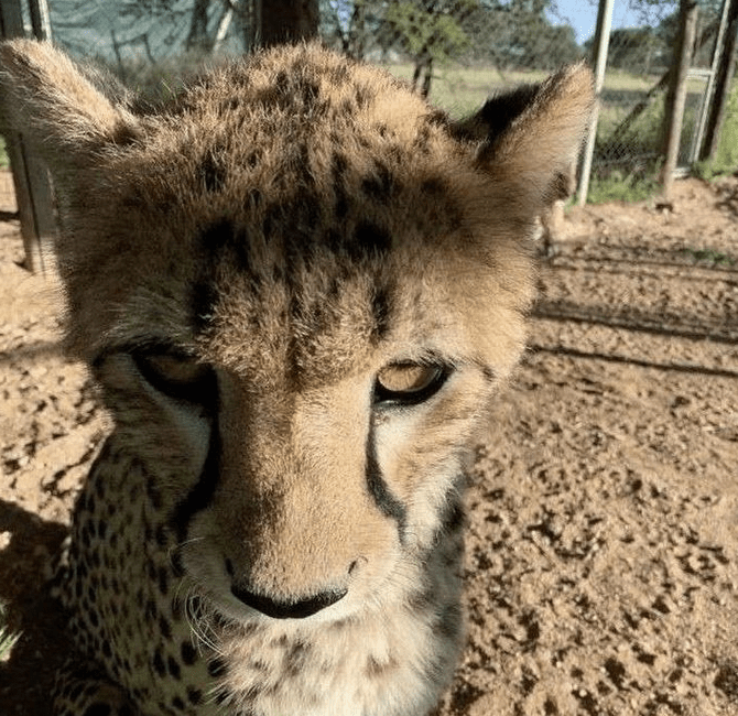 Froggers tweet media