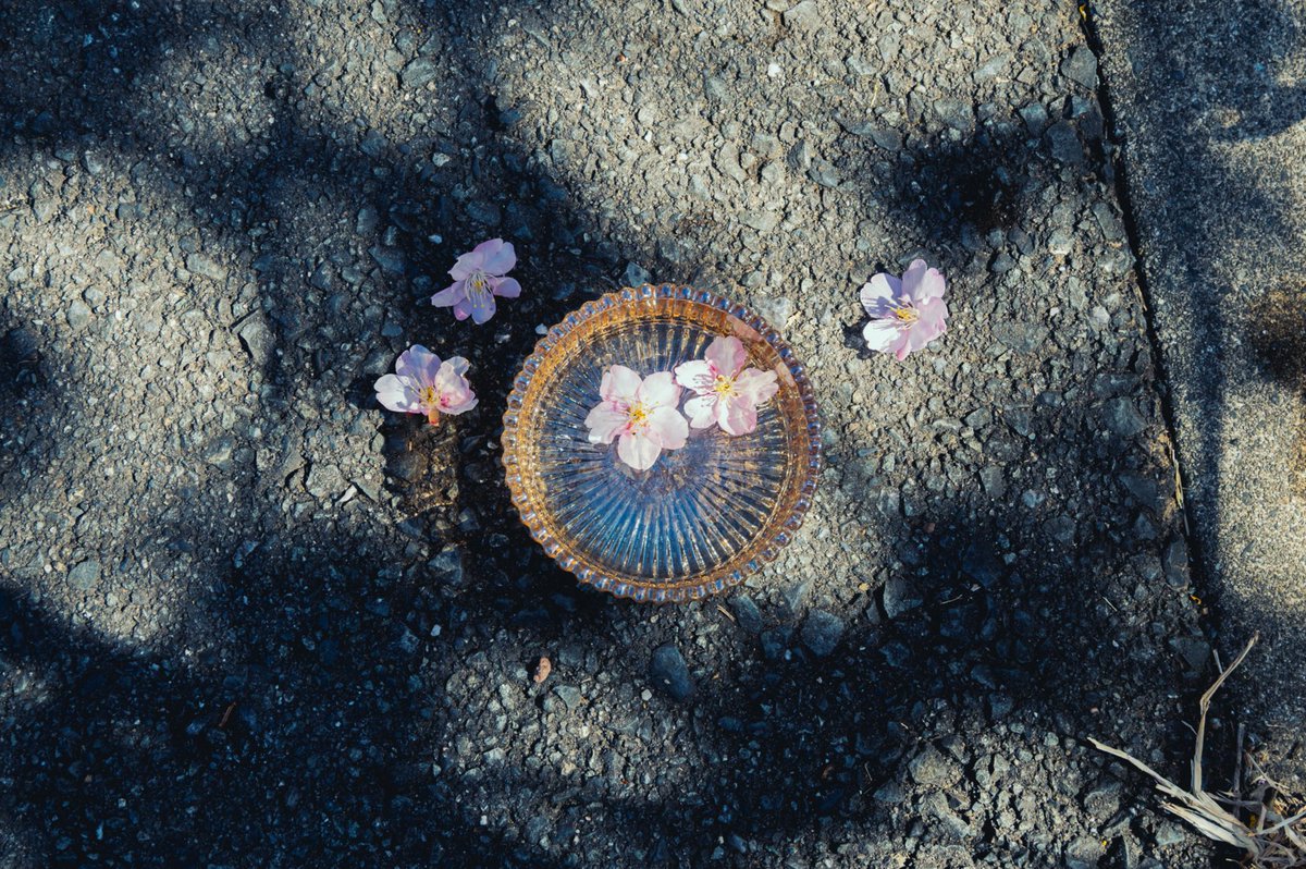 Z50IIで撮った写真を再現像。 改めてやると違って楽しい！