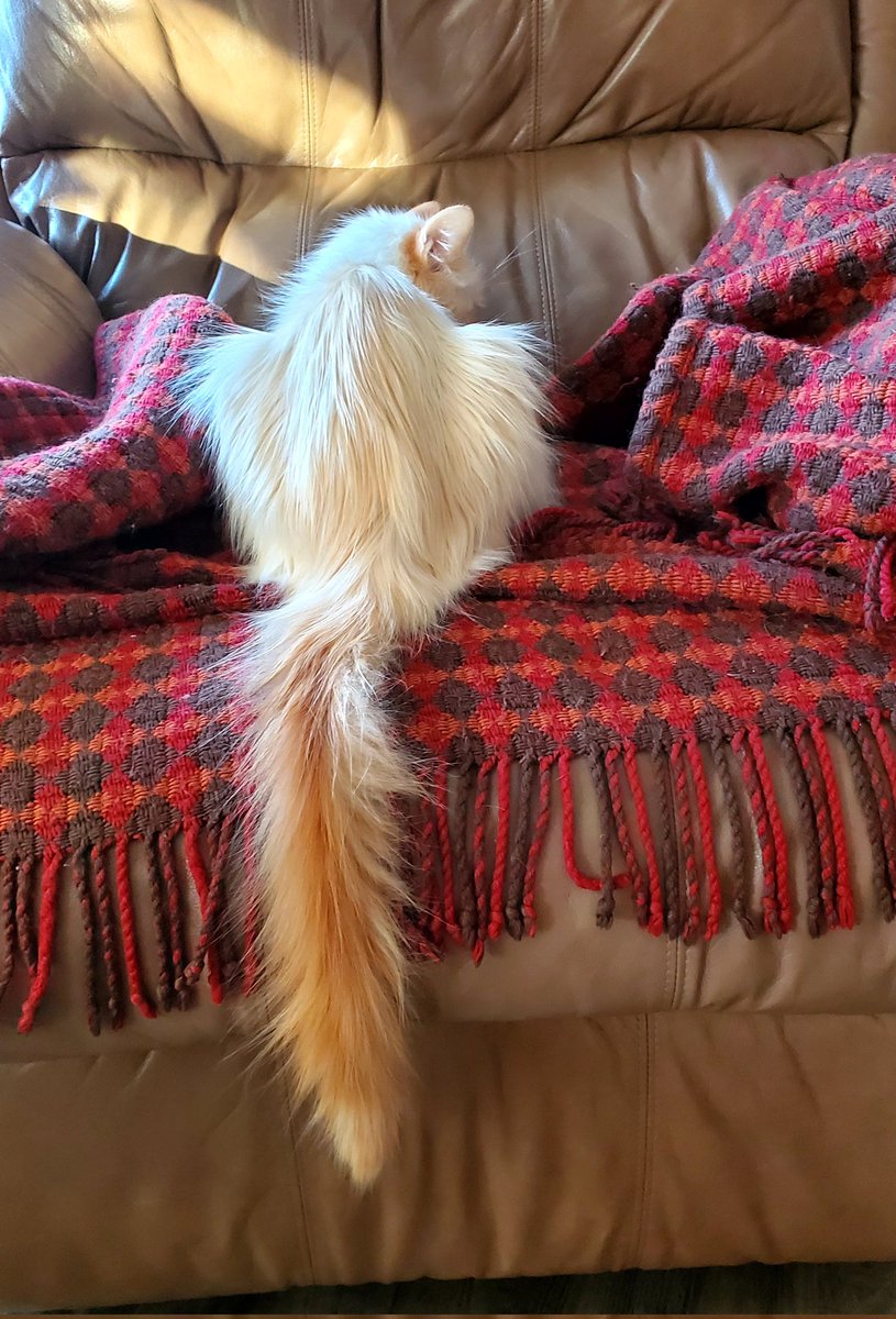 LucyntheBoys's tweet image. Don't talk to me I'm angry! #Coconut #whiskerswednesday