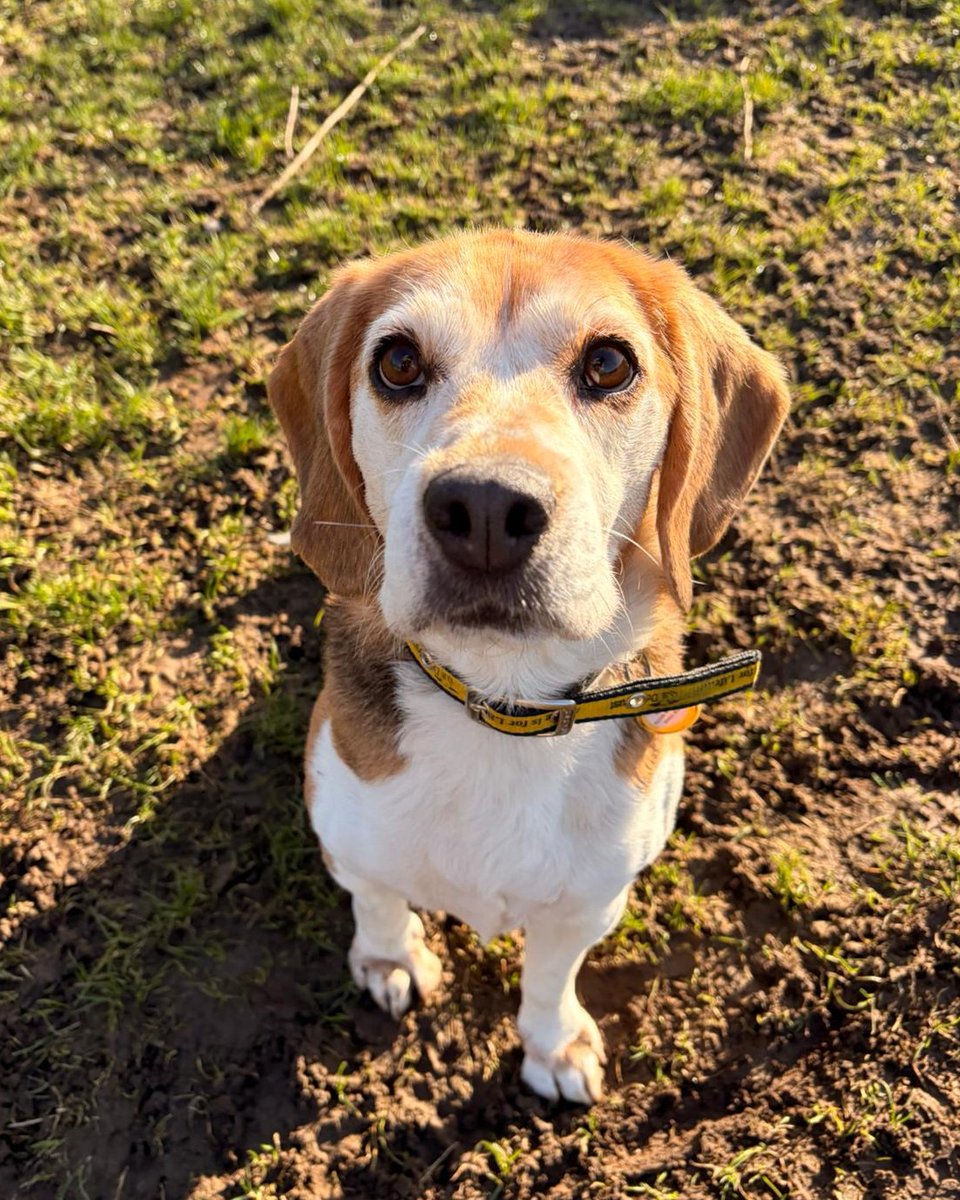 Meet Sandy💛🐾

She's as cute as button and has the best personality! Sandy is an 8 year old Beagle and was brought into us through no fault of her own and has shown us that she is just the most loveliest girl. She is looking for a home that is just as loving as she is and where