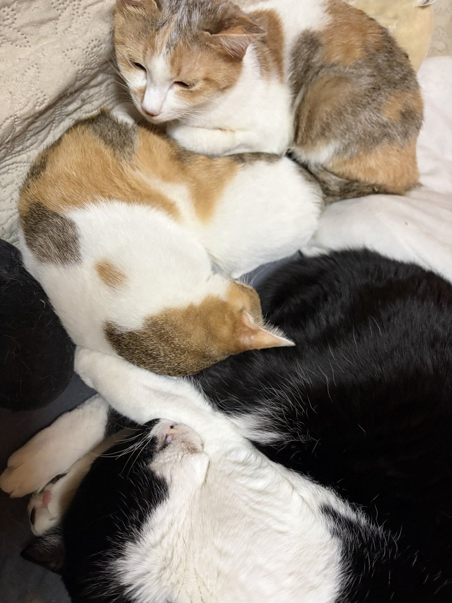 猫好きYOU_THE SOUND BEE HD☠️MARY RUE☠️Lem (@YOUsoundbee