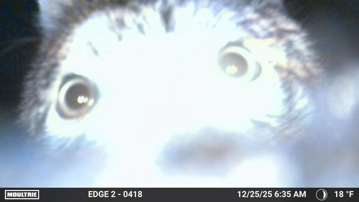 trailcam tweet media