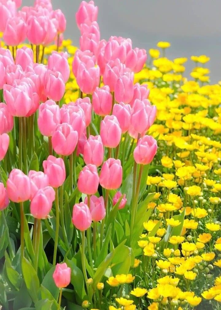 𝓣𝓱𝓮𝓑𝓵𝓸𝓼𝓼𝓸𝓶𝓢𝓽𝓾𝓭𝓲𝓸 (@phollukidukaan) on Twitter photo 